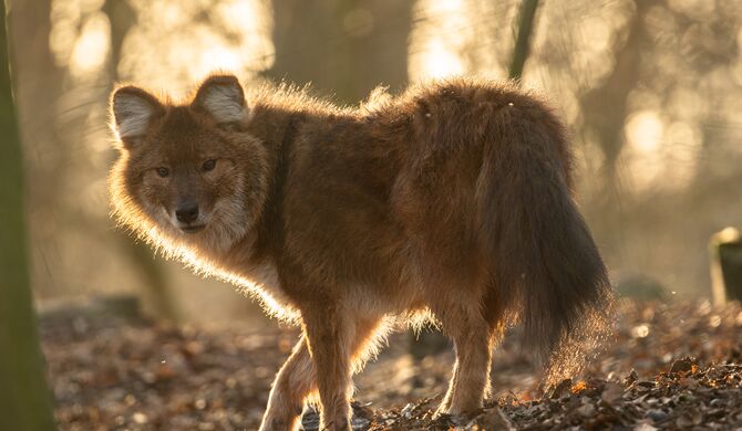 Der Zoo Schwerin lockt mit sommerlichen Safaris, Foto: Zoo Schwerin