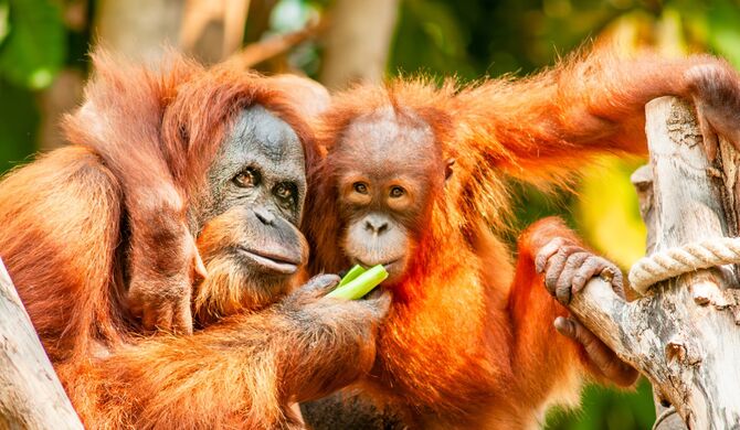 Der Zoo Schwerin lockt mit sommerlichen Safaris, Foto: Zoo Schwerin