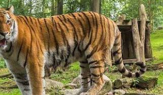 Das Tigerweibchen Angara hat sich im Schweriner Zoo eingelebt und längst das Freigehege erobert. Foto: maxpress/srk