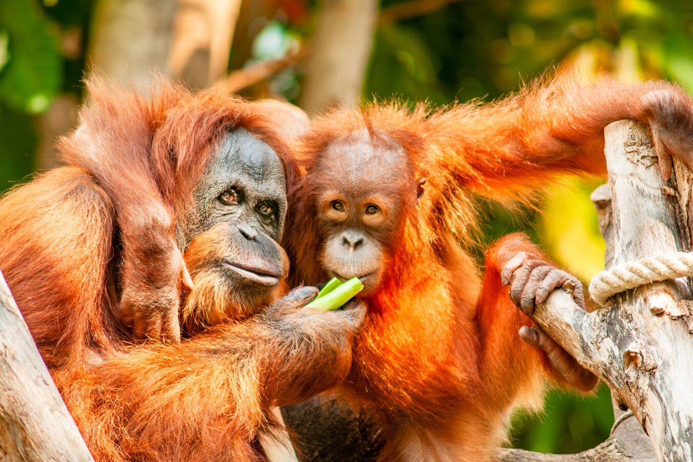 Der Zoo Schwerin lockt mit sommerlichen Safaris, Foto: Zoo Schwerin