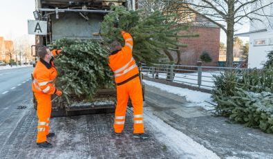 Im Januar sammeln die SAS-Mitarbeiter wieder an den festgelegten Stellen die ausgedienten Weihnachtsbäume ein Fotos: maxpress/srk