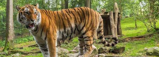 Das Tigerweibchen Angara hat sich im Schweriner Zoo eingelebt und längst das Freigehege erobert. Foto: maxpress/srk